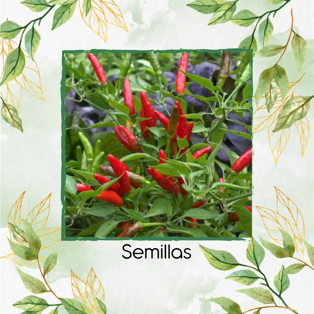 20 Semillas Orgánicas De Ají Fresno Chili Hot