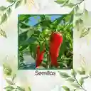 20 Semillas Orgánicas De Ají Fresno Chili Hot