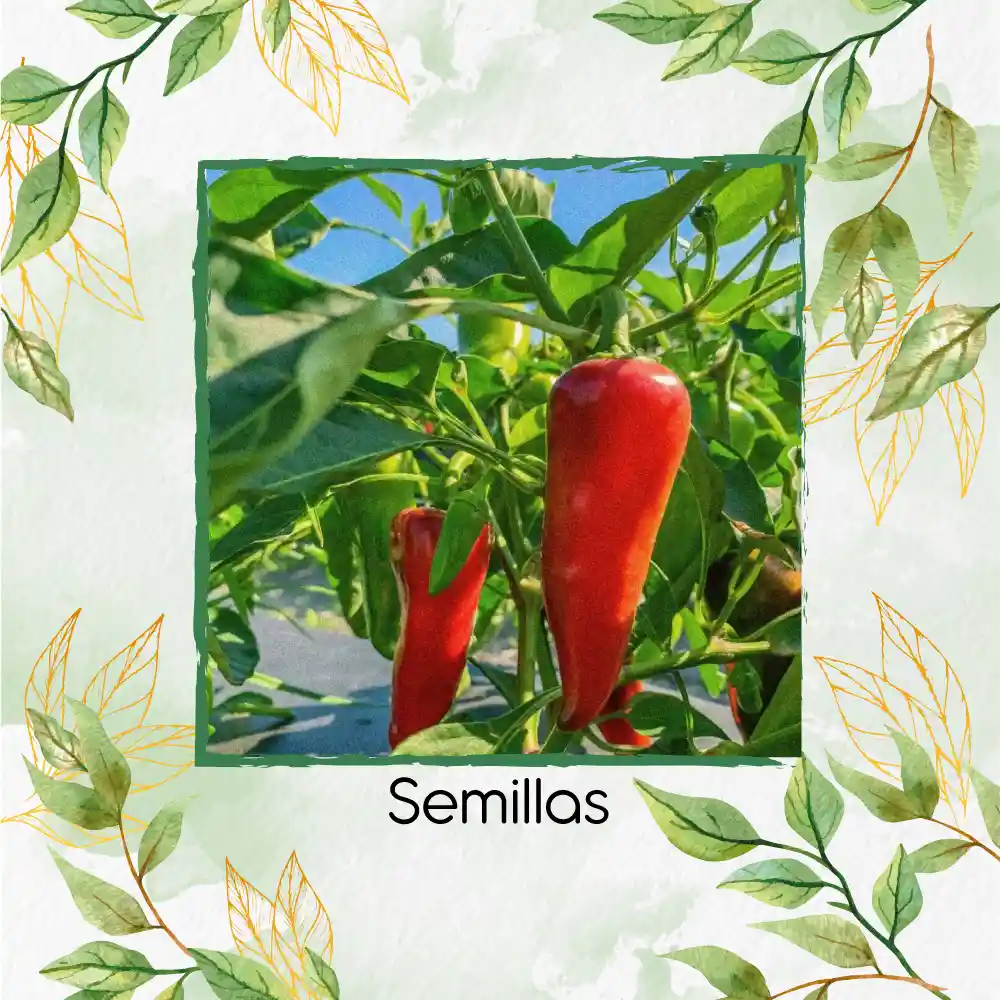 20 Semillas Orgánicas De Ají Fresno Chili Hot
