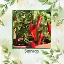 20 Semillas Orgánicas De Ají Fresno Chili Hot