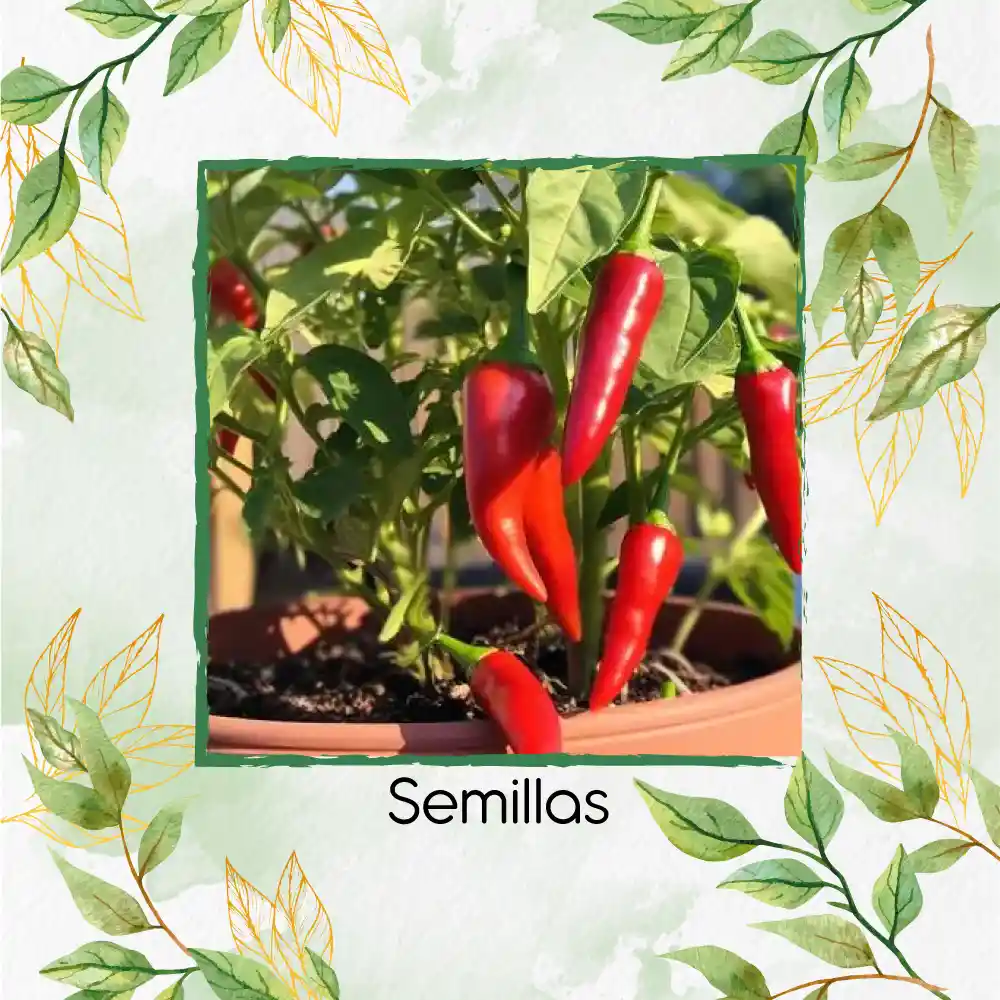 20 Semillas Orgánicas De Ají Fresno Chili Hot