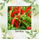 20 Semillas Orgánicas De Ají Fresno Chili Hot