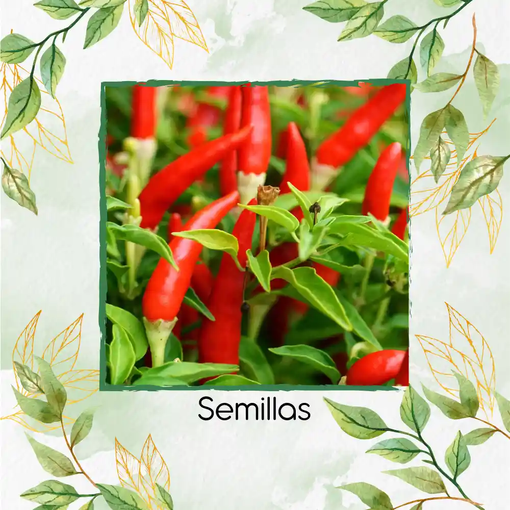 20 Semillas Orgánicas De Ají Fresno Chili Hot