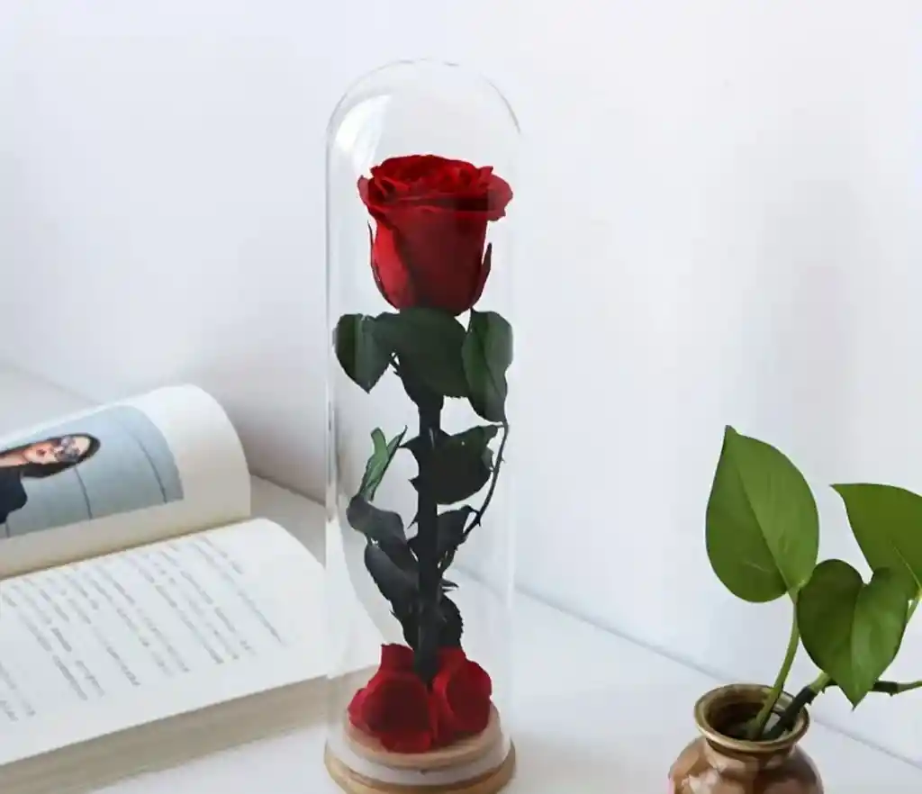 Rosa En Domo De Vidrio