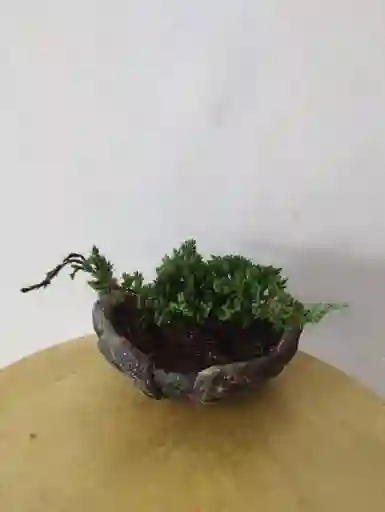 Bonsai Pino
