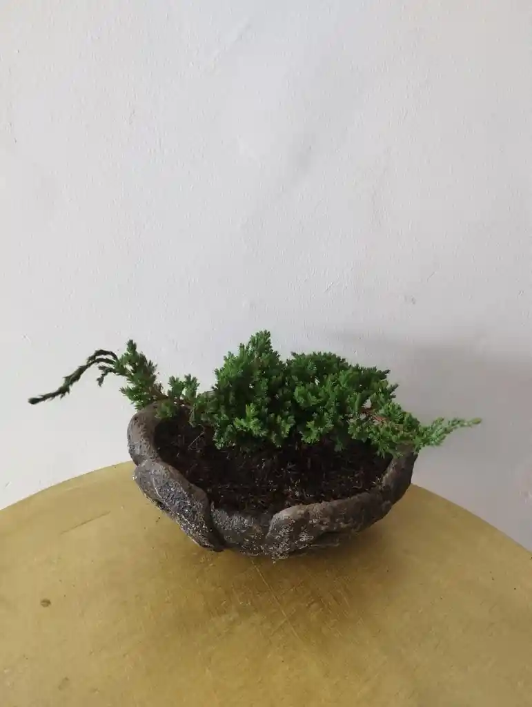 Bonsai Pino