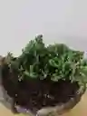 Bonsai Pino