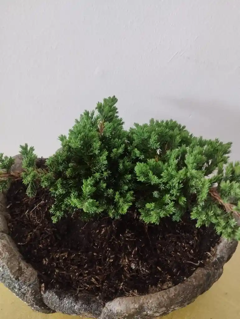Bonsai Pino