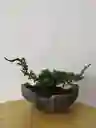 Bonsai Pino