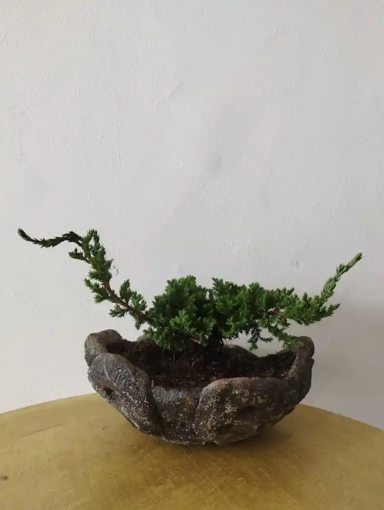 Bonsai Pino