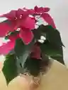 Poinsetia