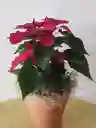 Poinsetia