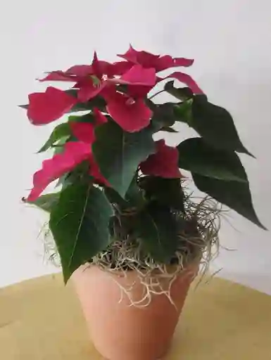 Poinsetia