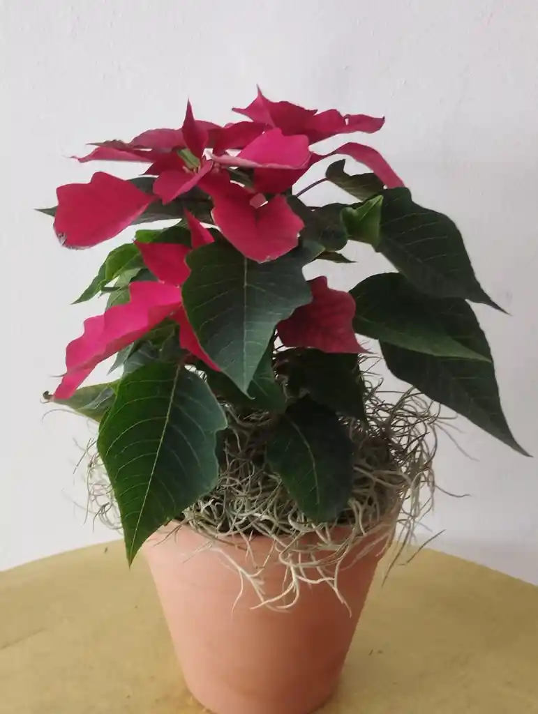 Poinsetia