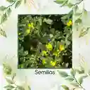 3.000 Semillas Orgánicas De Flor Verdolaga