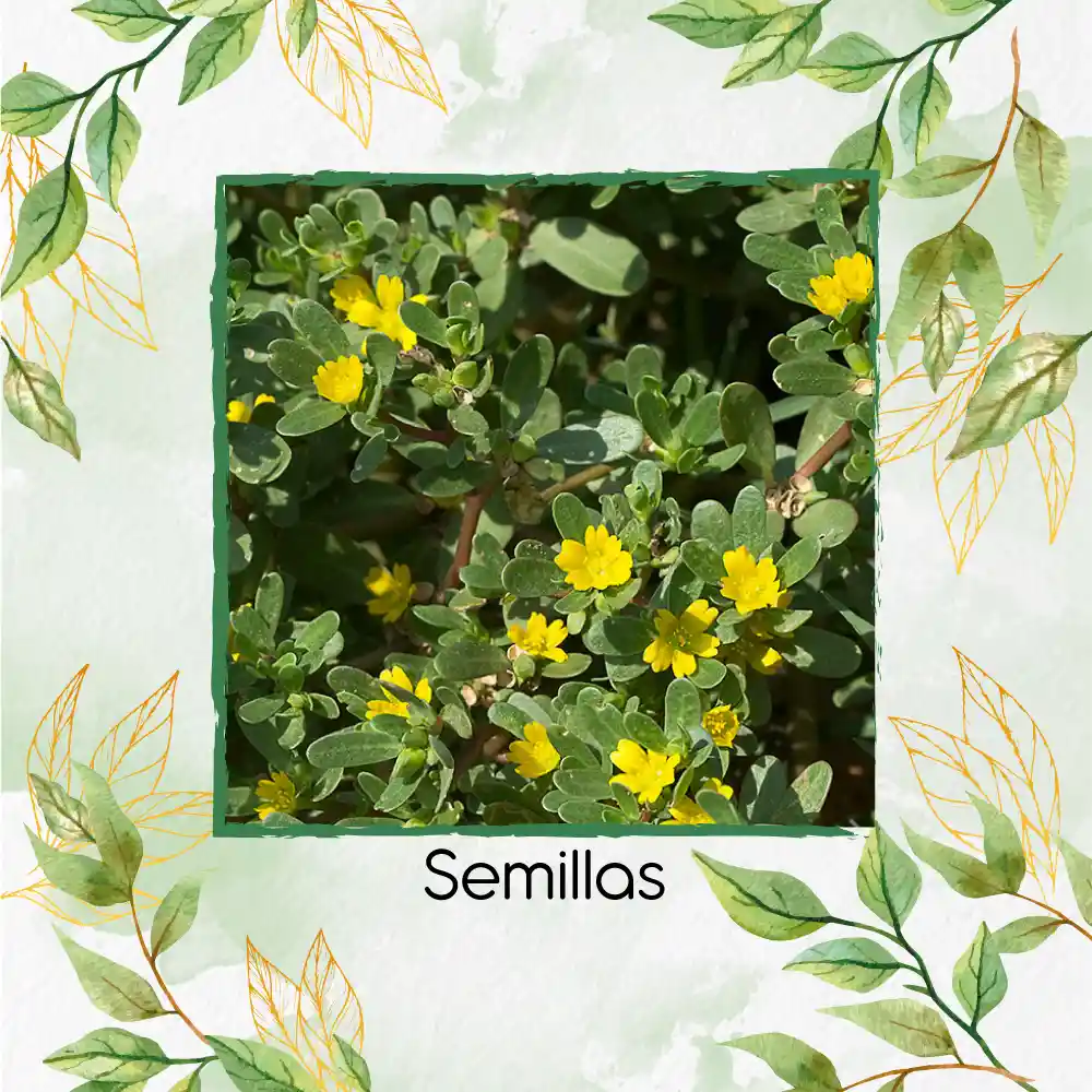 3.000 Semillas Orgánicas De Flor Verdolaga