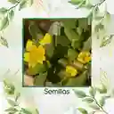 3.000 Semillas Orgánicas De Flor Verdolaga