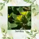 3.000 Semillas Orgánicas De Flor Verdolaga