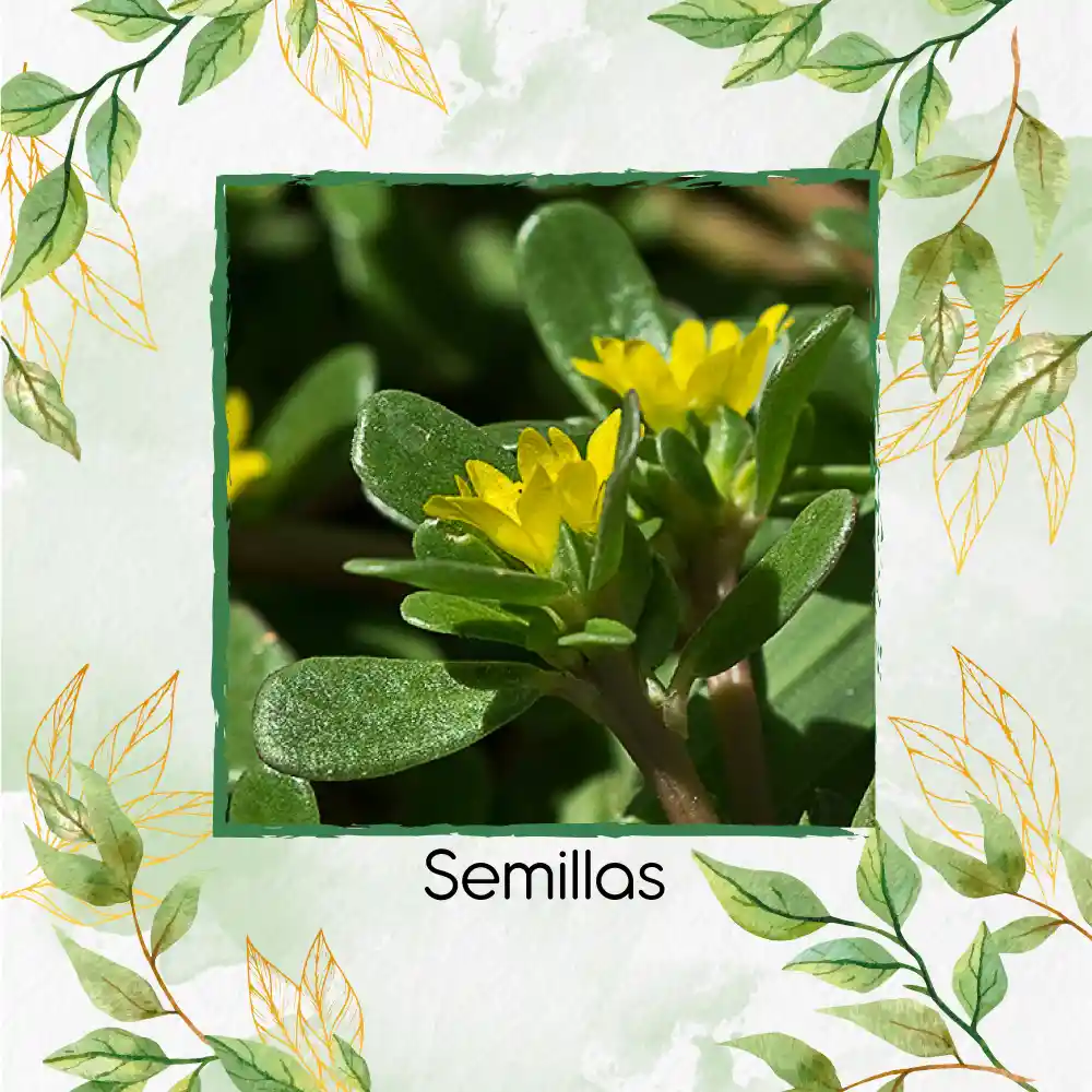 3.000 Semillas Orgánicas De Flor Verdolaga