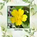 3.000 Semillas Orgánicas De Flor Verdolaga