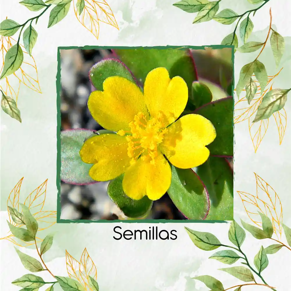 3.000 Semillas Orgánicas De Flor Verdolaga