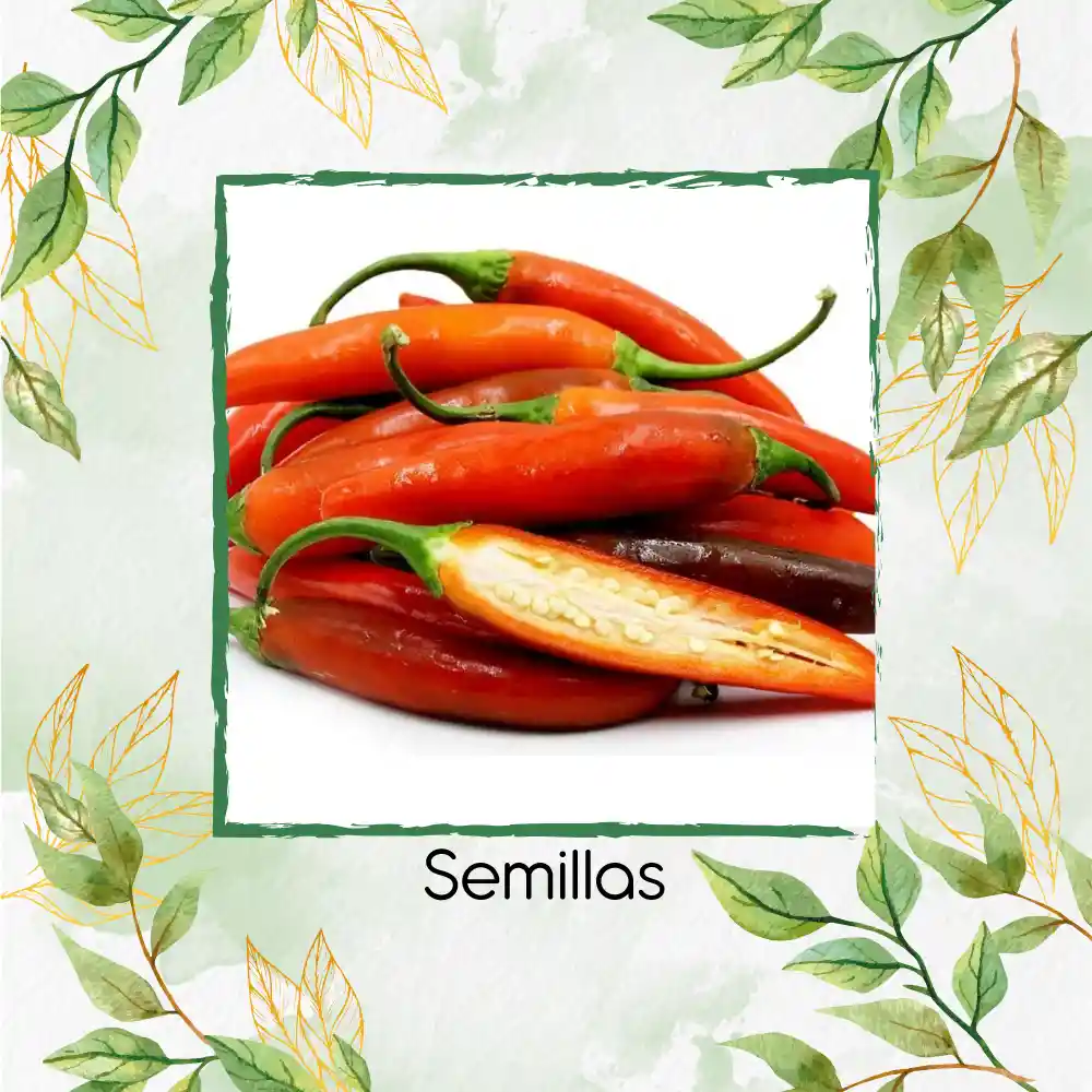 40 Semillas Orgánicas De Ají Serrano Tampiqueño