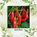 40 Semillas Orgánicas De Ají Serrano Tampiqueño