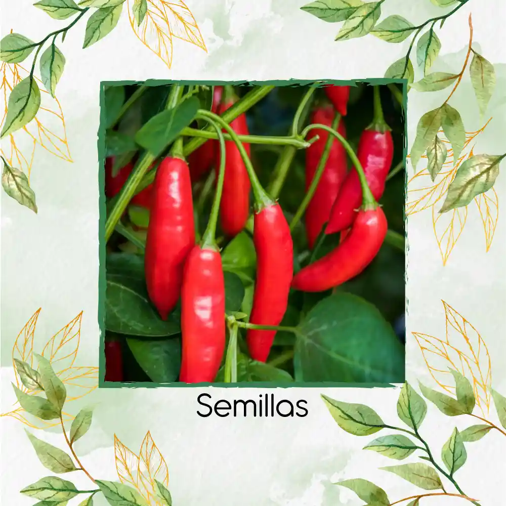 40 Semillas Orgánicas De Ají Serrano Tampiqueño