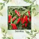 40 Semillas Orgánicas De Ají Serrano Tampiqueño