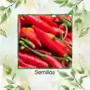 40 Semillas Orgánicas De Ají Serrano Tampiqueño