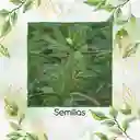 25 Semillas Orgánicas De Fenogreco