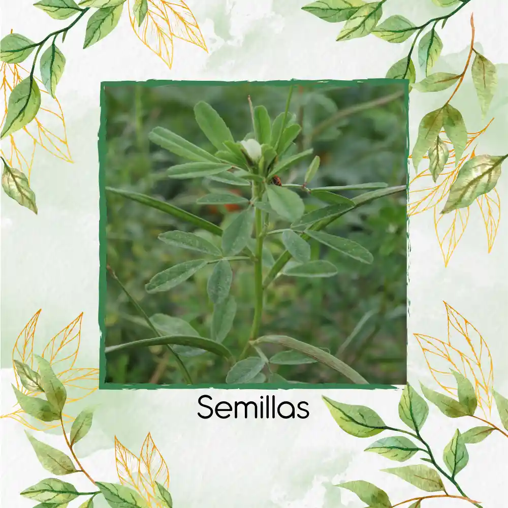 25 Semillas Orgánicas De Fenogreco