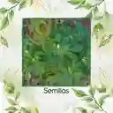 25 Semillas Orgánicas De Fenogreco