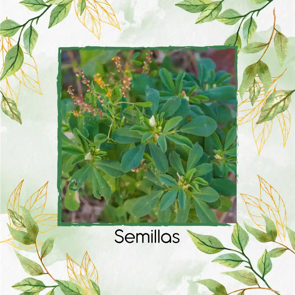 25 Semillas Orgánicas De Fenogreco