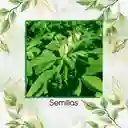 25 Semillas Orgánicas De Fenogreco