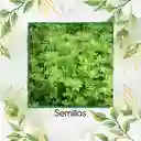 25 Semillas Orgánicas De Fenogreco