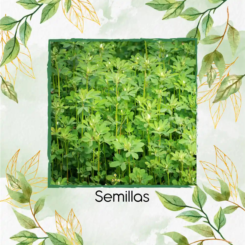 25 Semillas Orgánicas De Fenogreco