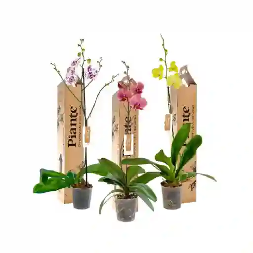 Combo X3 Grandi Premium En Ceramica