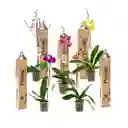 Combo X5 Grandi Premium En Ceramica