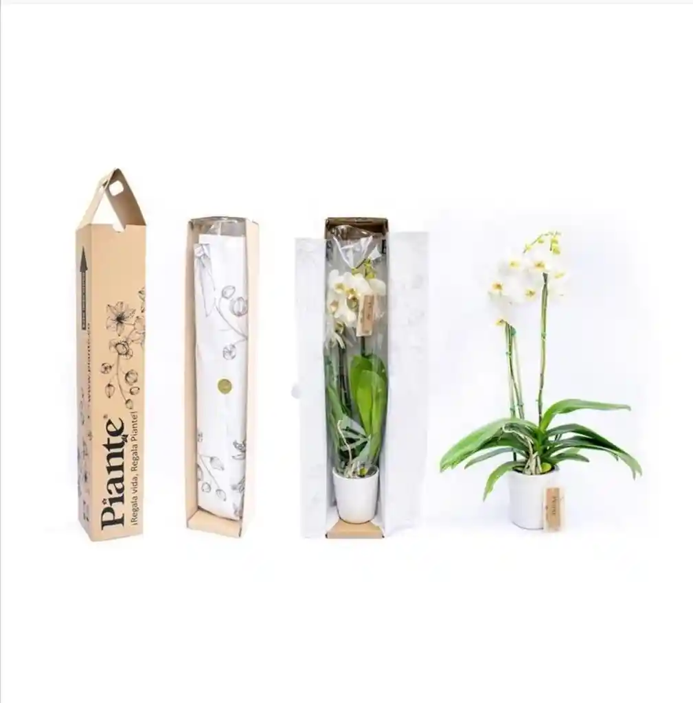 Combo X5 Grandi Supreme En Ceramica