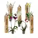 Combo X5 Grandi Supreme En Ceramica