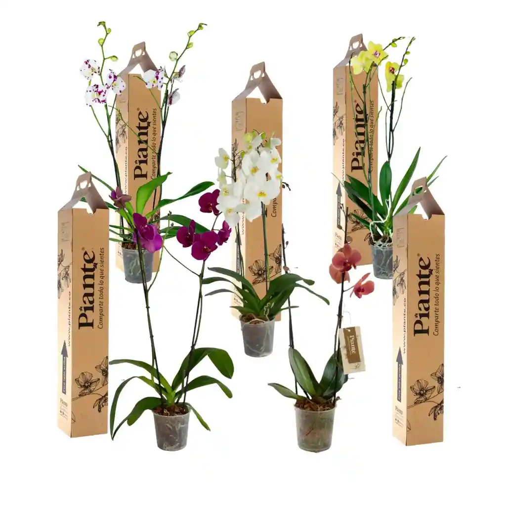 Combo X5 Grandi Supreme En Ceramica