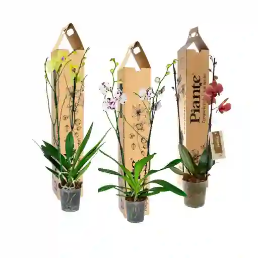 Combo X3 Grandi Supreme En Ceramica