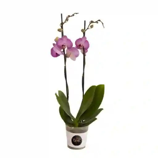 Orquídea Exótica Imperial 2 Espigas