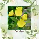 1.000 Semillas Orgánicas De Flor Onagra California