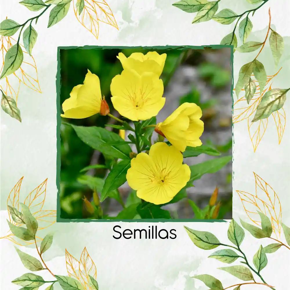 1.000 Semillas Orgánicas De Flor Onagra California