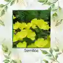 1.000 Semillas Orgánicas De Flor Onagra California