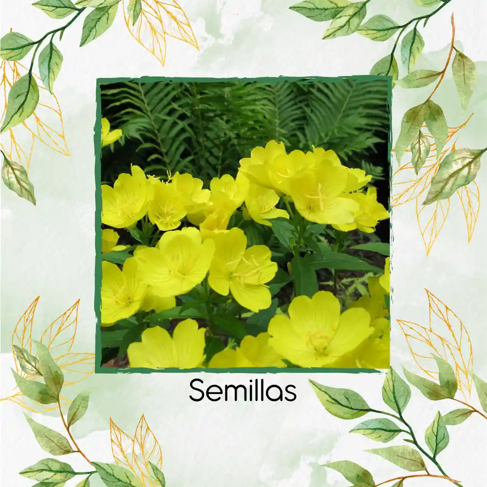 1.000 Semillas Orgánicas De Flor Onagra California