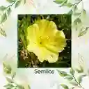 1.000 Semillas Orgánicas De Flor Onagra California