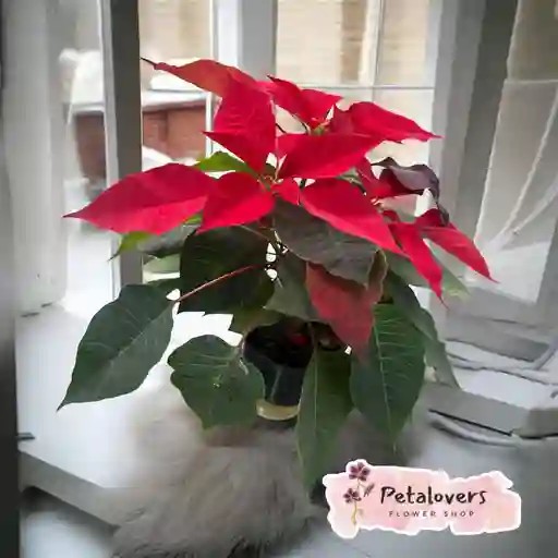 Poinsettia Navideña